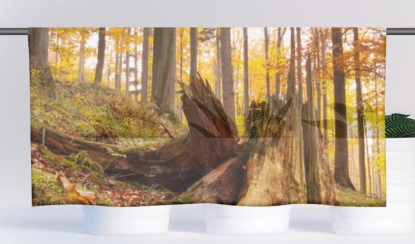Herbstwald, Cafehaus Collection